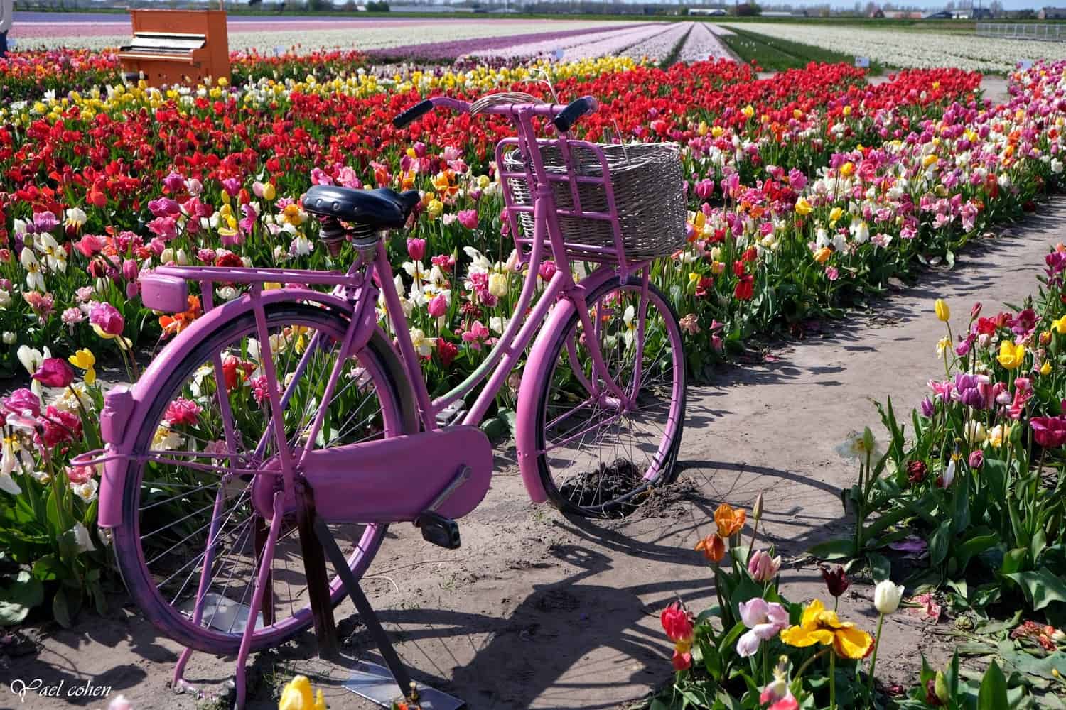 פארק הפרחים הולנד